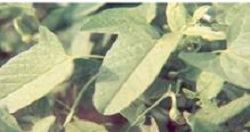 Image 007 resIzed (JPG)