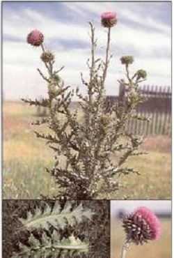 Image 003 resIzed (JPG)