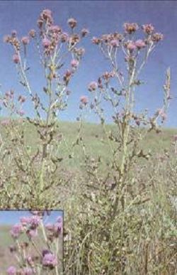 Image 004 resIzed (JPG)