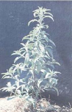 Image 005 resIzed (JPG)