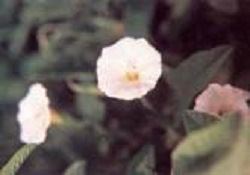 Image 006 resIzed (JPG)